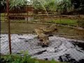 cocodrilo vs gallina