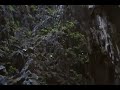 Cliff climbing chicken