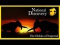 [WoW Parody] National Discovery : Elekks of Nagrand