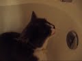 Water Cat