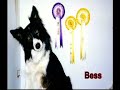 Border Collie Rescue - Interview with a Volunteer 2 Border Collie Rescue - Interview with a Volunteer 2