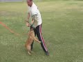 Puppy foundation 5 month old Malinois