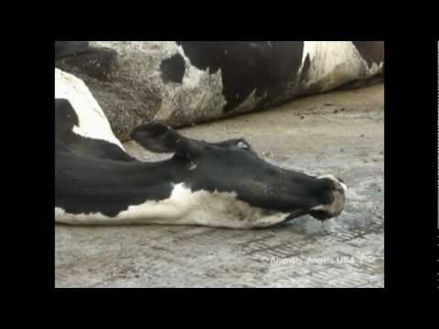 Cow - The disgusting treatment of dairy cows and their calves! Dairy cows are the hardest worked farm animals. and mothers. The only reason they produce milk is to...