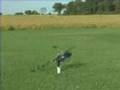 Feces Happens (Raptor 90 Autorotation Crash)