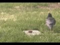 Crow Eats Cat Food while being harassed by Mockingbirds