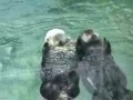 lontras de m�os dadas
