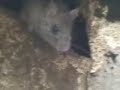 1018 Fiske Rats #1 1018 Fiske Rats #1