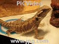 Tango eating cricket Tango eating cricket