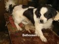 videos de Peluqueria canina Solidaria