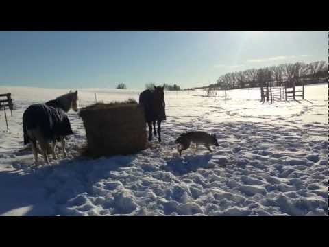 horses grand national