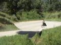 Rally Osona 08 Volant Racc....