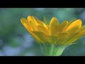 Enya - Rain