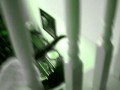 crazy kitten tricks.wmv