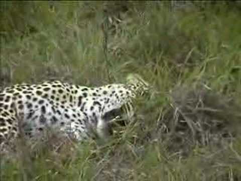 LEOPARD FIGHT