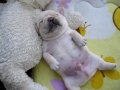 ☆french bulldog フレンチブルドッグ「チャイ」の寝相☆
