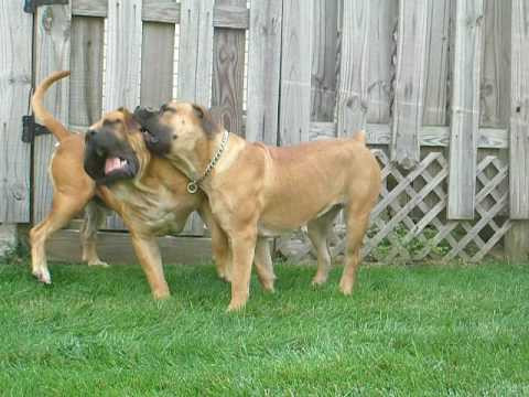 boerbull