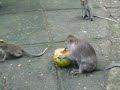 Monkeys in Ubud, Bali Monkey Forest