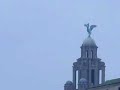 Acrobatic seagulls in Liverpool Acrobatic seagulls in Liverpool
