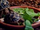 c elegans eating