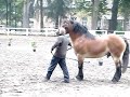 Najlepsze ogiery aukcji - K?trzyn 2008