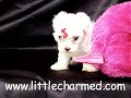 playfull-puppie-love-play-see-in-my-website.html