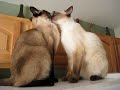 Sabrina and Dante kissing Sabrina and Dante kissing