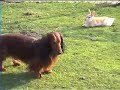 Rabbit takes Chicken