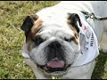 RADUNO BULLDOG ROMAGNA 16/17 febb. 2008 RADUNO BULLDOG ROMAGNA 16/17 febb. 2008