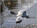 le lac des cygnes.wmv d\ le lac des cygnes.wmv d\