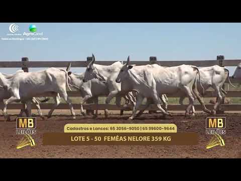 512� LEIL�O VIRTUAL MB LEIL�ES