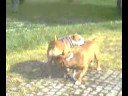 dogs play