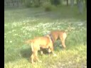 dogs play