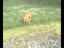 dogs play