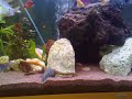 rainbow fish ciklids eal murene  240 liter tank donmink asko