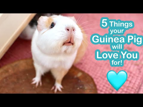 video-linktoworks-5 Things Your Guinea Pigs Will Love You For