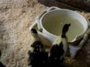Muscovy ducklings 3 Muscovy ducklings 3