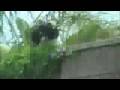 The Bird Who Couldn't Fly!!!!