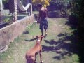 Zara Rednose Pitbull Training (Part-2) Vertical Leap