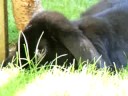 Boz Relaxing in the garden