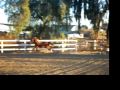 Magnum PSahara - by Magnum Psyche out of a Padron Psyche daughter