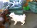 Bulldog del Valle video