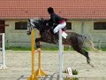 Les chevaux