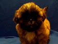 Shih Tzu Puppies For Sale