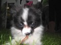 Cutest Papillon In The World....Harley...