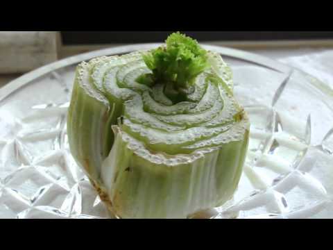 how to replant celery
