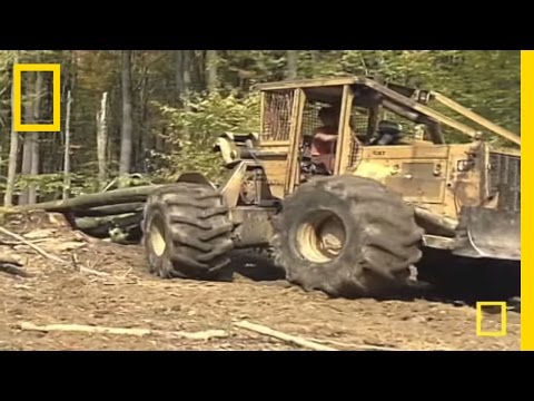 Sustainable Logging 