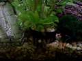New Khuli Loach