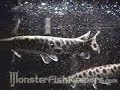 Monster Tank by DeathCurl - Monsterfishkeepers.com Monster Tank by DeathCurl - Monsterfishkeepers.com