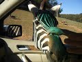 Safari Park