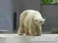 EL OSO POLAR